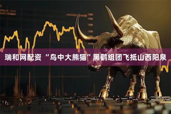 瑞和网配资 “鸟中大熊猫”黑鹳组团飞抵山西阳泉